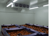 Fruit warehouse - RONGIS Covered Market - Paris, France - FHC 30 unit cooler with 4 fans
