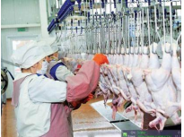 Poultry Farm Klenovichi (Belarus) - Industrial unit coolers CS64H 3412 E 10 spec 45 - 8 units.
