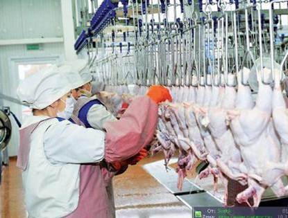 Poultry Farm Klenovichi (Belarus) - Industrial unit coolers CS64H 3412 E 10 spec 45 - 8 units.