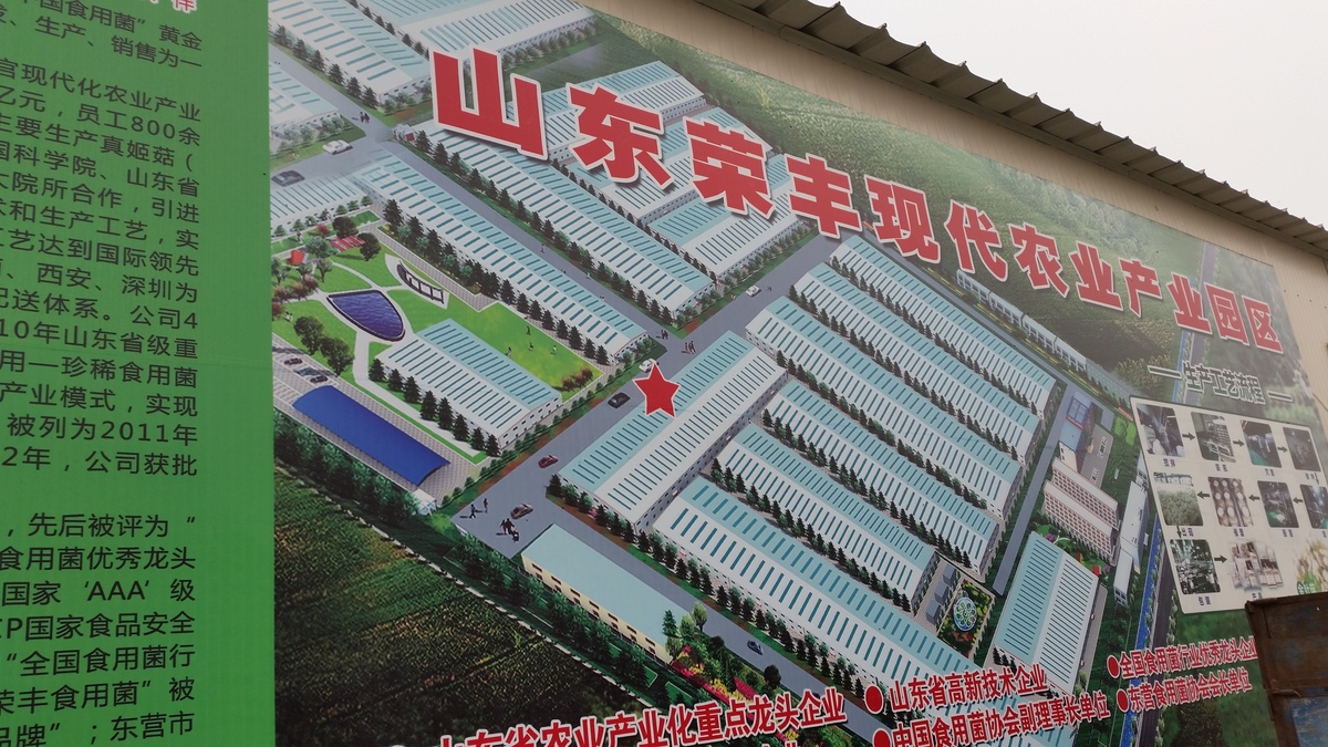 Shandong Rongfeng Edible Mushroom co., ltd 
(hereinafter as Rongfeng) is a hi-tech enterprise specializing in edible
 mushroom industry with full strain of research and development.<br> Cultivation, Processing and Sales.<br><br>
 A staff of 600 people and 4 billion general assets. The factory, which 
occupied more than 400 thousand square meters to supply large production
 capability, can produce the &nbsp;impressive quantity 150 tons of mushrooms 
each day. The main factory is in the Shangdong Region (northwest China) 
at about 100 km from Jinan. <br><br> Rongfeng has the most advanced 
process line in China, which had realized total automation from the 
beginning to last procedure. The state of art process line provides the 
best temperature, humidity, and ventilation with the installation of 
light industrial LU-VE evaporator range F45H, F50HC and CD 45 double 
flow range, for a total of 687 unit coolers with set of 114 screw 
compressors (3,8 Mw) &nbsp;and also provides a guarantee for quality and 
safety. The company has passed ISO/HACCP, and Organic products 
certification. <br><br> Based on the most advanced process line, modern 
management system, and the best human resource in China, this company 
has become the biggest production base of Hypsizigus marmoreus. 
(Including white beech mushroom, brown beech mushroom). Rongfeng was 
awarded “National excellent leading company of Edible Fungus industry” 
“Agricultural industrialization focus leading company” and so on.