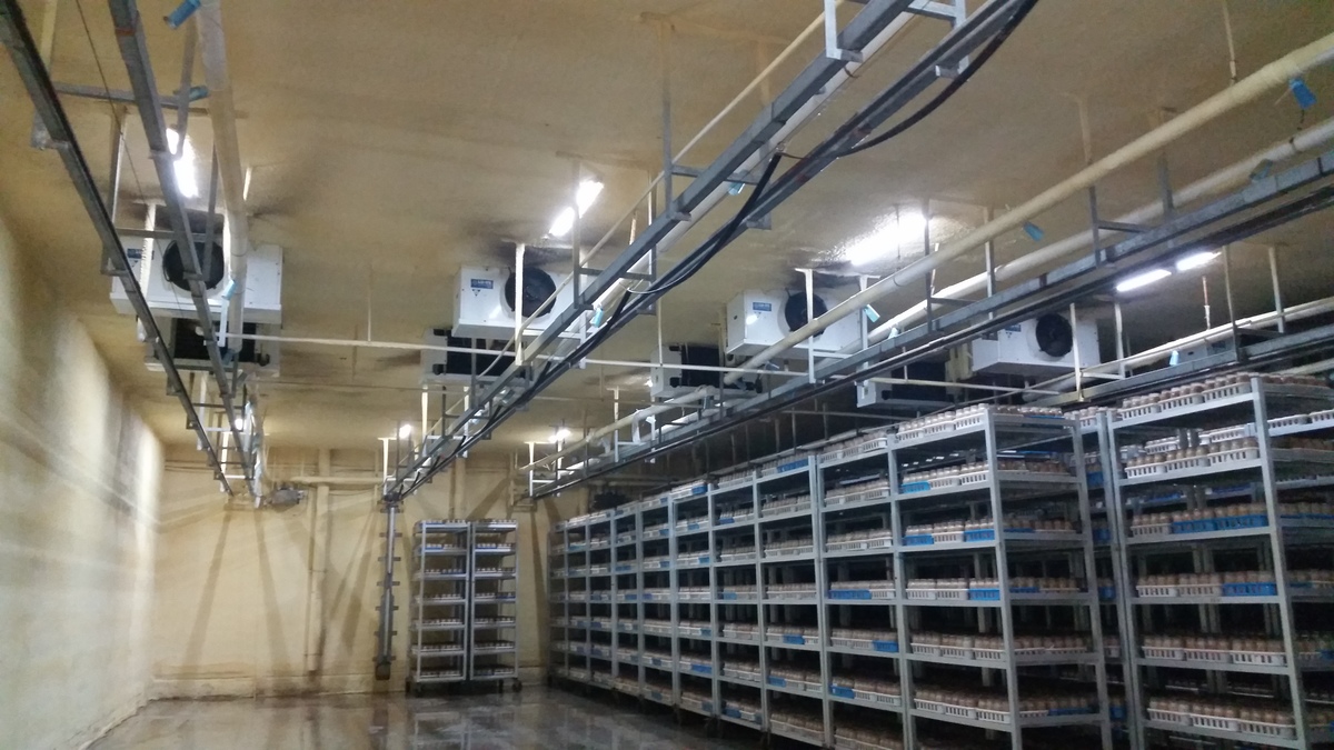 Shandong Rongfeng Edible Mushroom co., ltd 
(hereinafter as Rongfeng) is a hi-tech enterprise specializing in edible
 mushroom industry with full strain of research and development.<br> Cultivation, Processing and Sales.<br><br>
 A staff of 600 people and 4 billion general assets. The factory, which 
occupied more than 400 thousand square meters to supply large production
 capability, can produce the &nbsp;impressive quantity 150 tons of mushrooms 
each day. The main factory is in the Shangdong Region (northwest China) 
at about 100 km from Jinan. <br><br> Rongfeng has the most advanced 
process line in China, which had realized total automation from the 
beginning to last procedure. The state of art process line provides the 
best temperature, humidity, and ventilation with the installation of 
light industrial LU-VE evaporator range F45H, F50HC and CD 45 double 
flow range, for a total of 687 unit coolers with set of 114 screw 
compressors (3,8 Mw) &nbsp;and also provides a guarantee for quality and 
safety. The company has passed ISO/HACCP, and Organic products 
certification. <br><br> Based on the most advanced process line, modern 
management system, and the best human resource in China, this company 
has become the biggest production base of Hypsizigus marmoreus. 
(Including white beech mushroom, brown beech mushroom). Rongfeng was 
awarded “National excellent leading company of Edible Fungus industry” 
“Agricultural industrialization focus leading company” and so on.