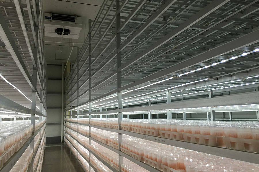 Shandong Rongfeng Edible Mushroom co., ltd (hereinafter as Rongfeng) is a hi-tech enterprise specializing in edible mushroom industry with full strain of research and development.