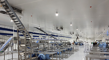 Project name: Cold store and packaging facility for agri product in Cairo<br/>
Refrigeration contractor: MOG for Engineering and Industry, 10th of Ramadan Industrial City, Egypt<br/>
Execution 2018<br/>
Application: facility for collection, precooling, packaging and storage of various fruits and vegetables (lemon, oranges, strawberry, peas, pomegranate etc.). This project is part of a larger plan to develop the agricultural industry of Egypt, by boosting the facilities to serve the export market (Mainly northern Europe and Russia). Currently two additional cold store are under installation and commissioning.<br/>
Cooling system description:<br/>
- Chilled receiving area: LU-VE Dual Discharge 3# CD50H 9452 N 6 - 23,7kW  (16C_85%_EV5) R407c<br/>
- 2 precooling rooms: LU-VE Cubic 4# CS71H 4416 E 10 - 67,3kW (0C_85%_EV-5C) R404a<br/>
- Production and packaging hall: LU-VE Dual Discharge 12# CD50H 9456 N 6 - 69,9kW  (18C_85%_EV5) R407c<br/>
- 6 receiving rooms: LU-VE Cubic 6# CS62H 2218 N 6 - 140,8kW (15C_85%_EV5) R407c<br/>
- 6 cold stores: LU-VE Cubic 12# F50HC 1714 E 6 - 31,2kW (0C_85%_EV-5C) R404a<br/>
- Shipping area: LU-VE Dual Discharge 5# CD50H 9452 N 6 -  23,7kW  (16C_85%_EV5) R404a<br/>
Rack System:<br/>
- 4# Emerson 200HP Rack for MT application R407c – 4# LU-VE Condensers EHV90F 374 H 8VENT (2X4)<br/>
- 2# Emerson 180HP Rack for LT application R404a – 2# LU-VE Condensers EAV8S 7231 H 6VENT (2X3)<br/>
- 1# Emerson 200HP Rack for LT application R404a – 1# LU-VE Condensers EHV90F 368 H 6VENT (2X3)